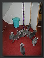 04 - Russisch Blauw Kittens Nicolaya's Cattery.JPG